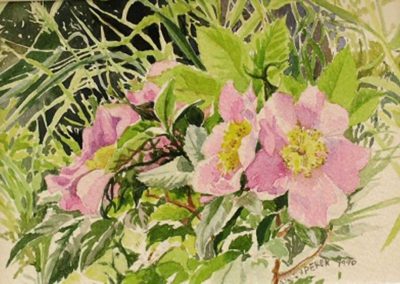 Anna Syperek - "Wild Rose"